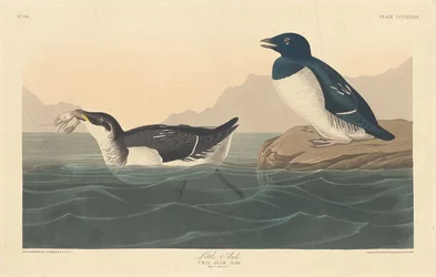 Lilla alk, 1836.