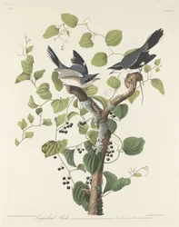 Loggerhead Shrike, 1829.