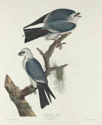 Mississippi Kite, 1831.