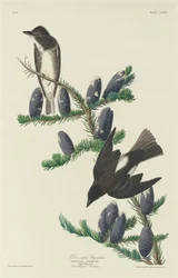 Olivsidig flugsnappare, 1833.