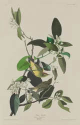 Palmsångare, 1833.