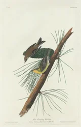 Tallkrypsångare, 1832.