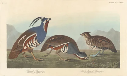 Plumed rapphöna och tjockbent rapphöna, 1838.