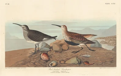Rödryggig sandsnäppa, 1836.