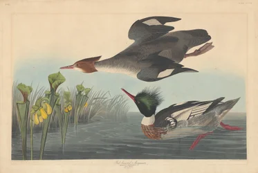 Rödbrystad Merganser, 1838.