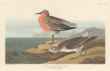 Rödbrystad sandsnäppa, 1836.