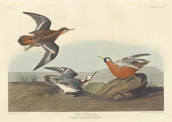 Röd Falarope, 1835.