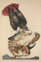 Rödstjärtad vråk, 1829.