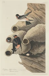 Republikanska Cliff Swallow, 1829.