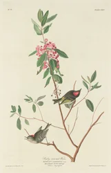 Rubinkrönt gärdsmyg, 1834.