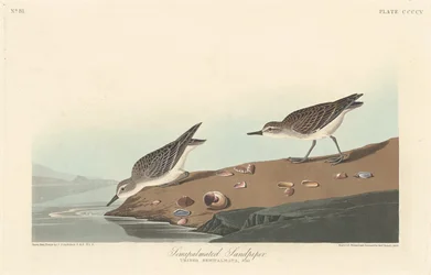 Halvpalmatad sandsnäppa, 1838.