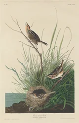 Spetsstjärtad fink, 1832.