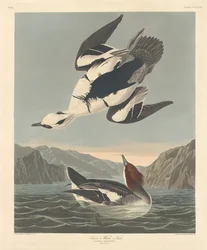 Smew eller White Nun, 1836.