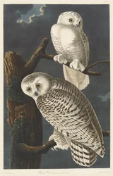 Snöuggla, 1831.