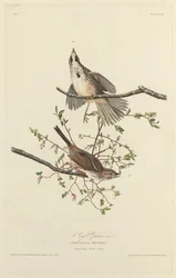 Sångsparv, 1827.