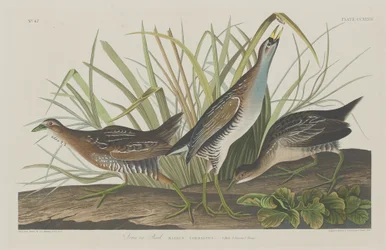 Sora eller järnväg, 1834.
