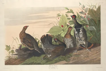 Fläckig hönsfågel, 1833.