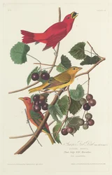 Sommarröd fågel, 1828.