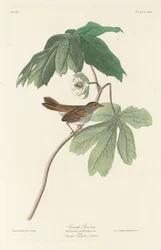Träsparv, 1829.