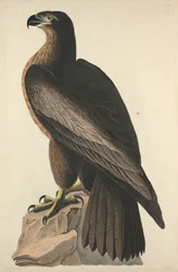 The Bird of Washington eller Great American Sea Eagle, 1827.