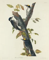 Tretåig hackspett, 1832.
