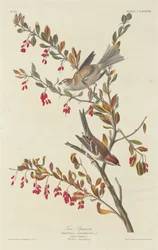 Trädsparv, 1834.