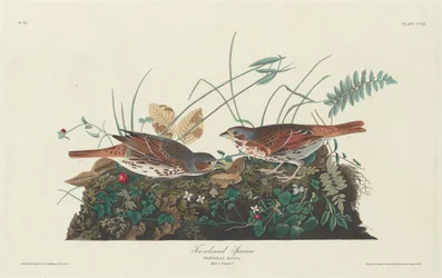 Tvåfärgad sparv, 1831.