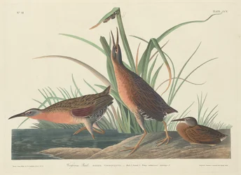 Virginia Rail, 1834.