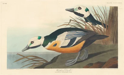 Western Duck, 1838.
