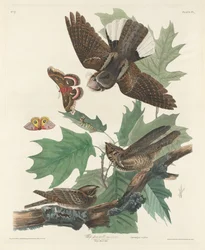 Piska-fattig-vilja, 1830.