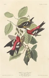 Vitvingad korsnäbb, 1837.