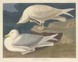 Vitvingad silvermås, 1835.