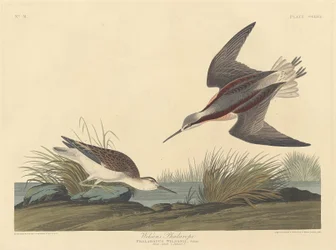Wilsons Phalarope, 1835.