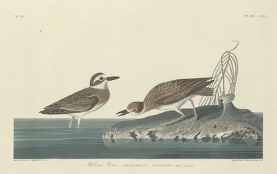Wilsons Plover, 1834.
