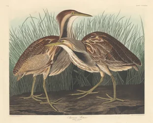 Amerikansk Bittern