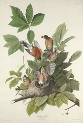 Amerikanska Robin