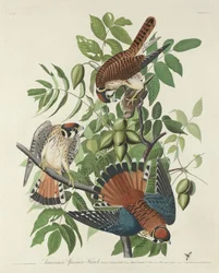 Amerikansk Sparrow Hawk