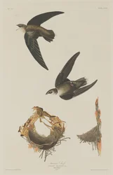 Amerikanska Swift