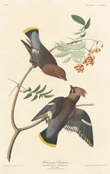 Sidensvans