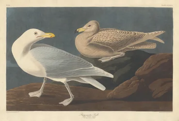 Borgmästare Gull