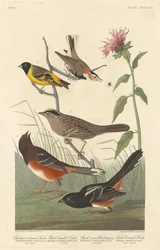 Kastanjfärgad fink, svarthårig siskin, svart kronfink och arktisk markfink