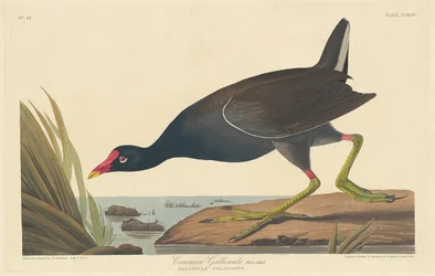 Vanlig Gallinule