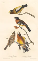 Evening Grosbeak och Spotted Grosbeak