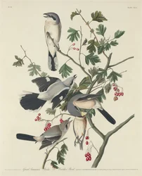 Great American Shrike eller Butcher Bird