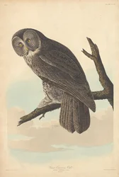 Stor Cinereous Owl