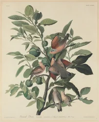 Ground Duva