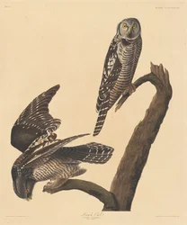 Hökuggla