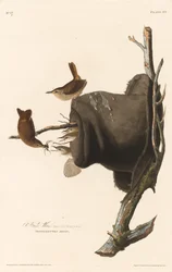 House Wren