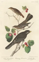 Lilla Tawny Thrush