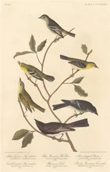 Lilla Tyrantflugsnappare, Småhövdad flugsnappare, Blåbergssångare, Bartrams Vireo, Kortbent Pewee och Rocky Mountain Flugsnappare